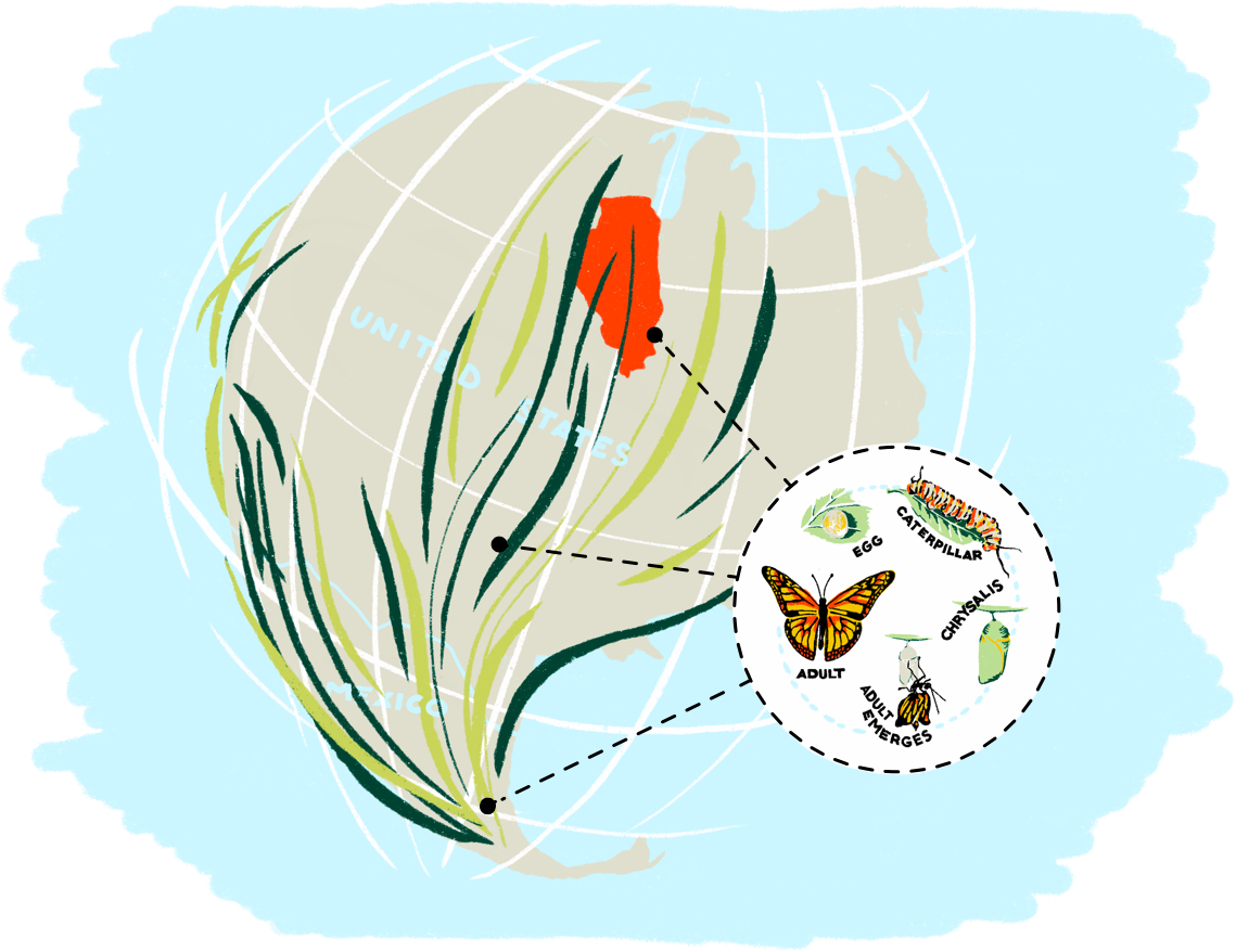 illustrated map of the Monarch migration and lifecycle
