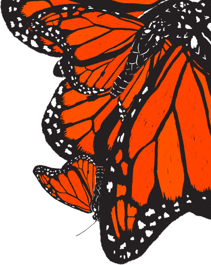 Illustration of a cluster of Monarch Butterflies