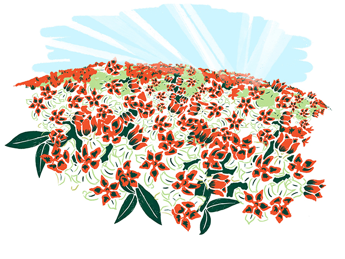 illustration of a field of milkweed plants
